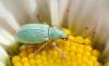 Phyllobius sp.